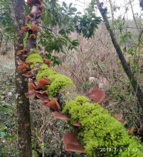 ��������ľ��